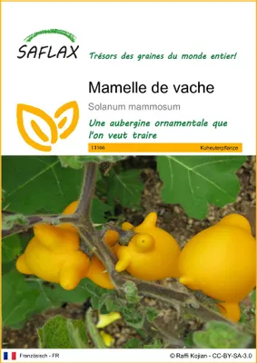 Image de SAFLAX - Mamelle de vache - 10 graines - Solanum
