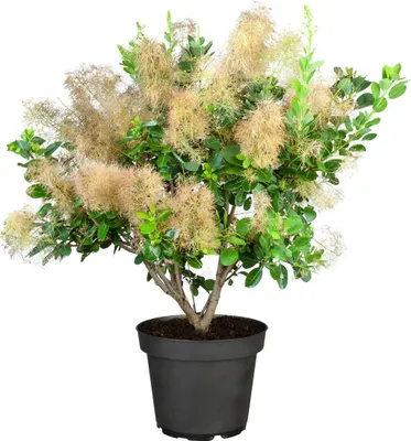 Produktbild von Cotinus coggygria 'Young Lady', Perückenstrauch, kompakt, 40–60 cm