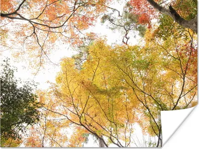 Produktbild von MuchoWow® Poster Japanischer Ahorn mit gelben und orangefarbenen Blättern 120x90 cm - Wandbild
