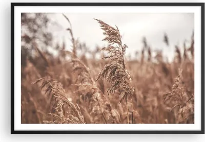 Produktbild von Gerahmtes Poster - Schwarzer Rahmen - Zuckerrohr Wiese Boho - 91,5x61 cm - Wand Bild - Wanddeko - Wandbilder - Kunstposter - Wandposter - Bilderrahmen - Bilder - Kunstdruck - P2BAA91x61-4709