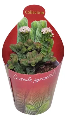Zdjęcie produktu dla Crassula pyramidalis – grubolistna piramida – rzadkość – doniczka 6,5 cm – wysokość 15 cm