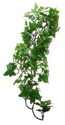 Zdjęcie produktu dla Filodendron z Komodo