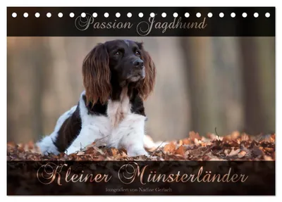 Produktbild von Passion Jagdhund - Kleiner Münsterländer (Tischkalender 2027 DIN A5 quer), CALVENDO Monatskalender
