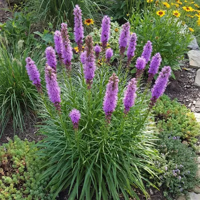 Produktbild von 3x Liatris spicata Kobold P9H20