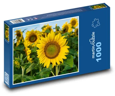 Obrázek produktu pro Puzzle 1000 Pole kvetoucích slunečnic - martinpuzzle