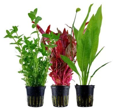 Produktbild von Pflanzen Set mit 3 Hintergrund Topf Aquarium Wasserpflanzen AquaOne Nr.233