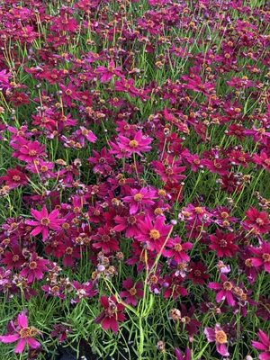 Produktbild von 6 x Coreopsis verticillata 'Ruby Red' - Jungfernaugen im 9x9 cm Topf