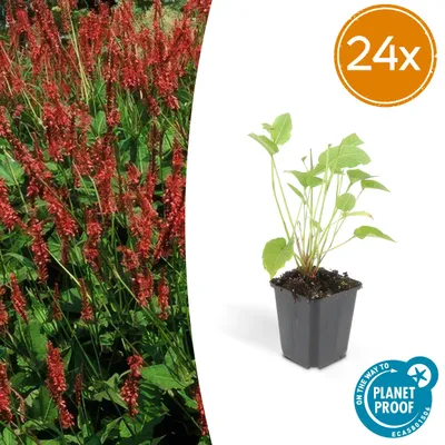 Produktbild von Persicaria amplexicaulis | 24 Stück - 10-25cm - Ø9cm - Gartenpflanze