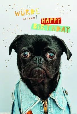 Produktbild von Geburtstag  Karte mit Briefumschlag Hund in Jacke