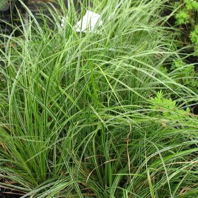 Produktbild von Vogelfuß-Segge, Carex ornithopoda 3 Stauden je im 7 cm Topf, ca. 10 cm hoch