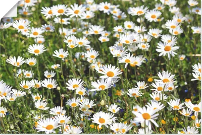 Produktbild von ARTland Poster Gänseblümchen Größe: 60x40 cm