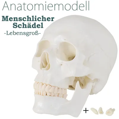 Produktbild von Schädel Anatomie Lebensgroß Modell Skelett Anatomisches Model Kopf Schädelmodell Menschlicher Skull Totenkopf MedMod