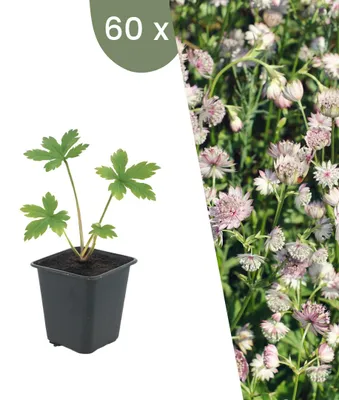 Image de Plants by Frank | 60 Plantes de grande astrance | Astrantia major | Plantes vivaces rustiques | Floraison décorative | Plantes de jardin