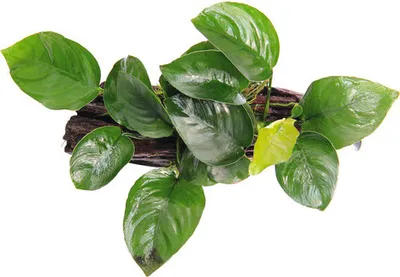 Produktbild von Saugwurzel mit Zwergspeerblatt rund - Saugwurzel Anubias barteri ca. 16 x 7 x 15 cm