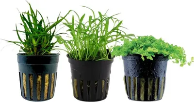Produktbild von Pflanzen Set mit 3 Vordergrund Topf Aquarium Wasserpflanzen AquaOne Nr.226