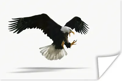 Produktbild von MuchoWow® Poster Adler - Vogel - Weiß 120x80 cm - Bilder