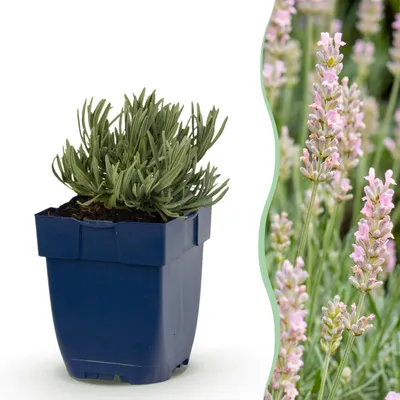 Productafbeelding van Lavandula ang. Rosea - Lavendel - Geurend - Roze - 24 Planten - 15-25cm - Ø11cm - Tuinplant