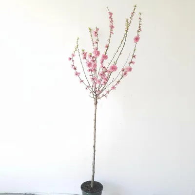 Produktbild von Prunus triloba, Höhe: 160-170 cm, Mandelbaun, Stamm rosa Blüte, Blütenbaum