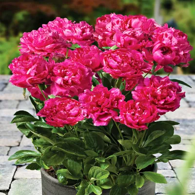 Zdjęcie produktu dla Paeonia Piwonia sadzonka Patio London 1 szt Piwonie sadzonki Pachnąca