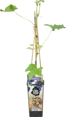 Produktbild von Bloomique - Vitis Vinifera 'Boskoop Glory' - Traubenpflanze - Blaue Trauben - Obstpflanzen - Gartenpflanzen - Winterhart - ⌀14 cm - Höhe 60-70 cm