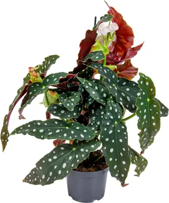 Produktbild von Bloomique - Begonia Maculata - Punkt-Begonie - Punktpflanze - Zimmerpflanzen - Luftreinigend - 20-30 cm Hoch - Topf 12 cm