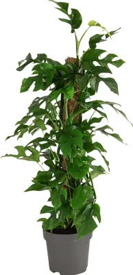 Produktbild von Dehner Fensterblatt Monstera minima, Rhaphidophora tetrasperma, tiefe Blattschlitze, ca. 75-80 cm, Ø Topf 19 cm, Zimmerpflanze