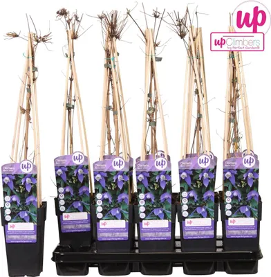 Produktbild von 2 x  Waldrebe alpina - Clematis alpina  | 50-60 cm in Container