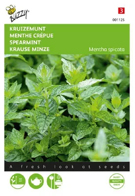 Produktbild von Buzzy Seeds Minze (Grüne Minze) Kräutersamen - 1 Saatgutbeutel