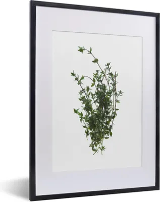 Produktbild von MuchoWow® MuchoWow® Gerahmtes Poster Aromatische Thymianzweige auf weißem Hintergrund 30x40 cm - Poster mit zchwarzem Bilderrahmen - Wandposter Schlafzimmer