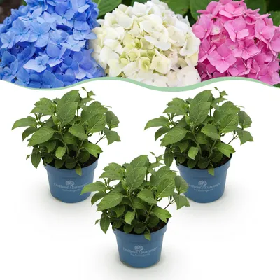 Obrázok produktu pre Hortenzie Hydrangea Endless Summer Mix, sada 3 ks - modrá, ružová, biela