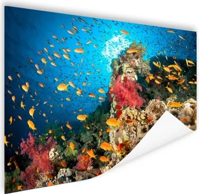 Produktbild von MuchoWow® Poster Koralle mit Fischen 160x120 cm - Foto Plakat