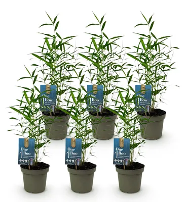 Image de Green boutiQ - Bambou - Fargesia Blue Dragon - À feuillage persistant - Non envahissant - Vert - 6 plants - Pot de 14 cm - Hauteur 35 cm