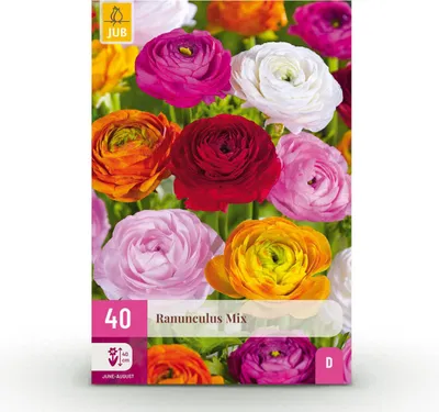 Produktbild von Blumenzwiebeln - Ranunkel Mix - Verschiedene Farben - 40 Pflanzen - Zwiebelgröße 5/6 - 20-50cm - Ø5cm - Gartenpflanze - Multideal