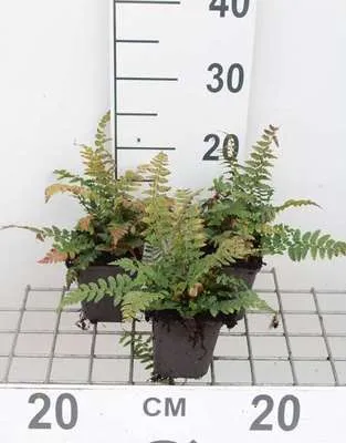 Produktbild von 6 x Polystichum aculeatum - Große Blaugraue Funkie Big Daddy - Topf 9 x 9 cm