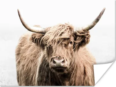 Produktbild von MuchoWow® Poster Schottischer Highlander - Tiere - Fell 40x30 cm - Plakate für die Wände - Poster Wohnzimmer