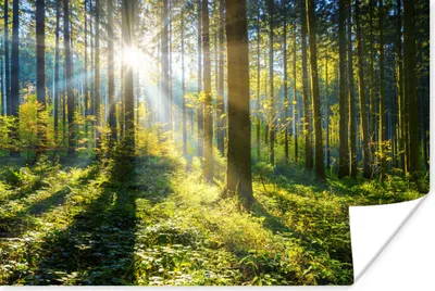 Produktbild von MuchoWow® Poster Wald - Sonne - Sommer 120x80 cm - Bilder