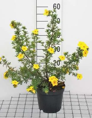 Obrázok produktu pre Potentilla frut. goldfinger' - Prstovitý ker 25- 30 cm - Kontajner