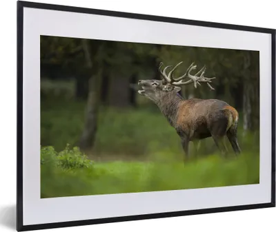 Produktbild von MuchoWow® MuchoWow® Gerahmtes Poster Elch - Wald - Porträt 60x40 cm - Poster mit zchwarzem Bilderrahmen - Schlafzimmer - Plakat in Rahmen - Drucken
