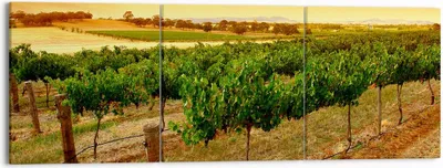 Produktbild von Bild auf Leinwand - Leinwandbild - Landschaft Weinberg Sonnenuntergang - 150x50cm - Wand Bild - Wanddeko - Leinwanddruck - Bilder - Kunstdruck - Leinwand bilder - Wandkunst - CA150x50-0116