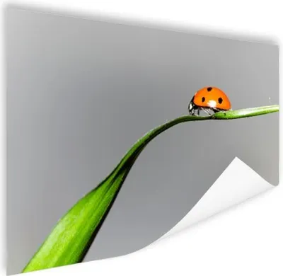 Produktbild von MuchoWow® Poster Frühling Marienkäfer auf Gras 180x120 cm - Fotoplakat