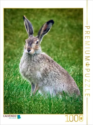 Produktbild von CALVENDO Puzzle Niedliche Hasen | 1000 Teile Lege-Größe 64x48cm Foto-Puzzle für glückliche Stunden