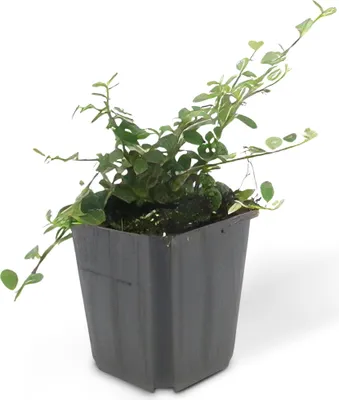 Immagine prodotto di Copertura del terreno - Cotoneaster 'Streib's Findling' - Vaso da 9 cm - Set di 60 piante