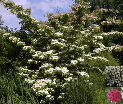 Produktbild von Cornus kousa botanische Art - Chinesischer Blumenhartriegel 40-60