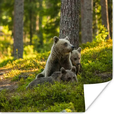 Produktbild von MuchoWow® Poster Bär - Braun - Wald 75x75 cm - Wand Dekoration