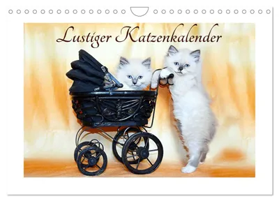 Produktbild von Lustiger Katzenkalender (Wandkalender 2027 DIN A4 quer), CALVENDO Monatskalender