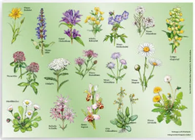 Produktbild von Tischset \Wiesenblumen\""