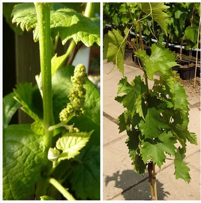 Produktbild von Arkadia ® pilzfeste gelber kräftige Weinrebe helle Weintraube im 3,5 Liter Topf