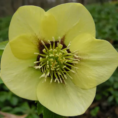 Immagine prodotto di 6 x Rosa delle nevi  - Helleborus orientalis 'Yellow Lady'  | Vaso 9 cm x 9 cm
