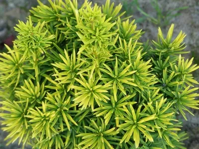 Produktbild von Taxus baccata Standishii - Gelbe Säuleneibe Standishii - 50-60