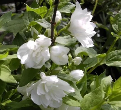 Produktbild von Gartenjasmin - Pfeifenstrauch - Philadelphus Manteau d`Hermine - duftend (40-60)